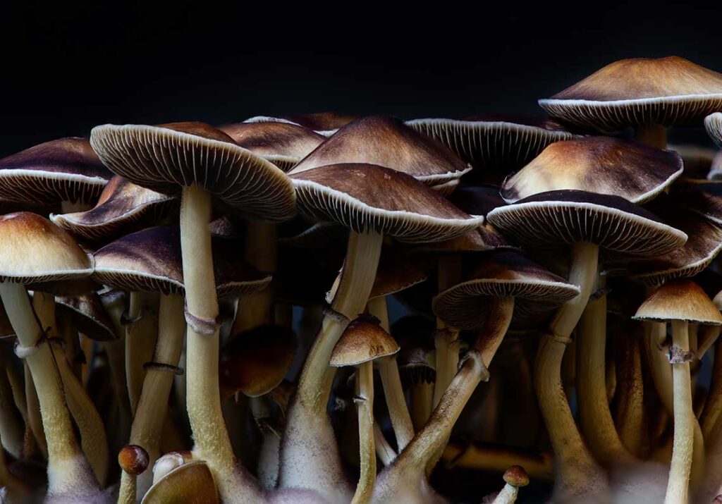 The Therapeutic Applications of Psilocybin: Current Research and Clinical Evidence