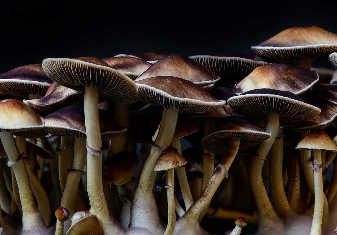 The Therapeutic Applications of Psilocybin: Current Research and Clinical Evidence
