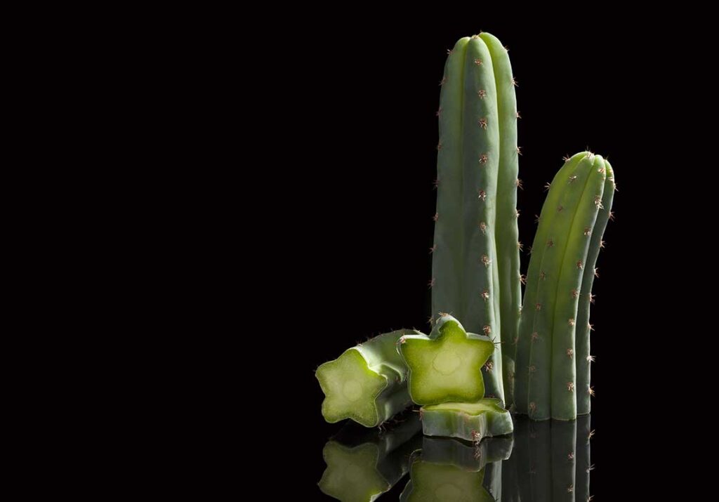 Microdosing San Pedro