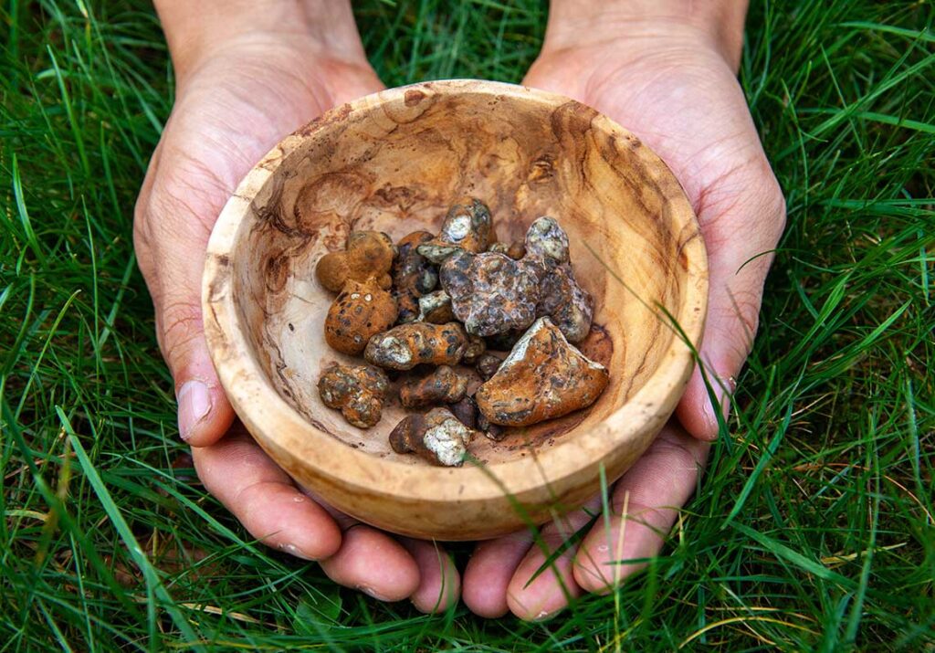 Psilocybin truffles vs mushrooms