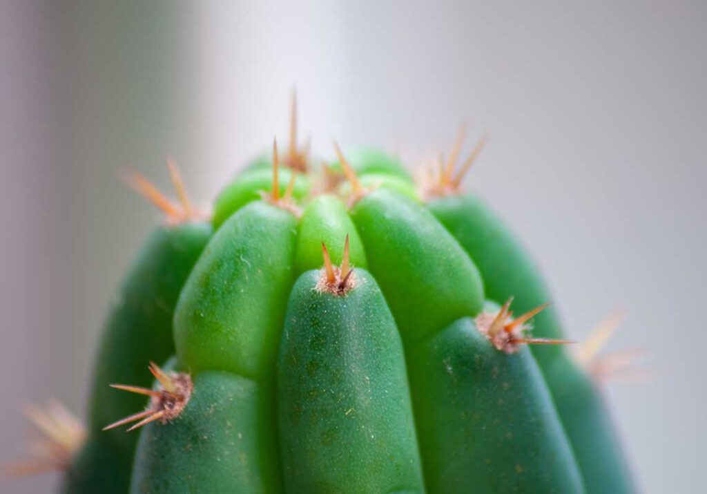 The science of mescaline